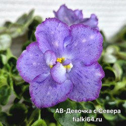 АВ-Девочка с Севера